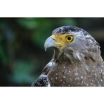 Canon RF-S 55-210mm f/5-7.1 IS STM - Imagen 9