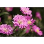Canon RF-S 55-210mm f/5-7.1 IS STM - Imagen 10