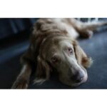 Sony a7C II - Imagen 11