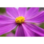 Panasonic Lumix S 28-200mm f/4-7.1 MACRO O.I.S. (Leica L) - Imagen 9