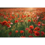 Sigma 28-45mm f/1.8 DG DN Art (Leica L) - Imagen 10
