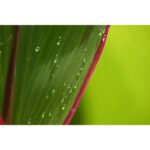 Nikon Z DX 18-140mm