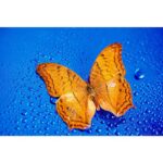 macro 60mm f2