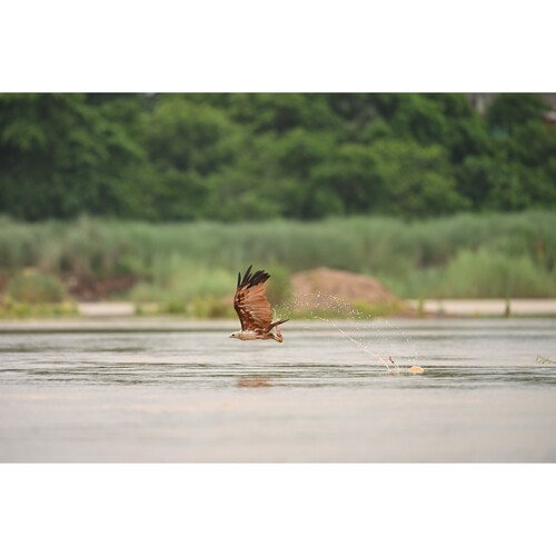 Nikon NIKKOR Z 600mm f/6.3 VR S (Nikon Z) 18 NIKKOR Z 600mm