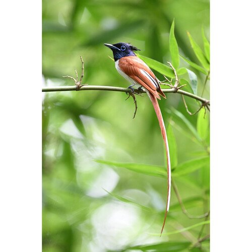 Nikon NIKKOR Z 600mm f/6.3 VR S (Nikon Z) 22 NIKKOR Z 600mm