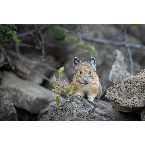 Nikon NIKKOR Z 600mm f/6.3 VR S (Nikon Z) 19 NIKKOR Z 600mm