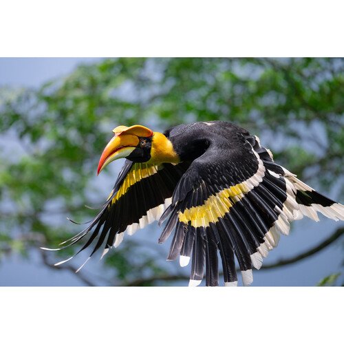 Nikon NIKKOR Z 600mm f/6.3 VR S (Nikon Z) 20 NIKKOR Z 600mm