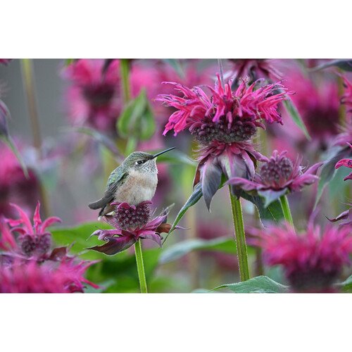 Nikon NIKKOR Z 600mm f/6.3 VR S (Nikon Z) 21 NIKKOR Z 600mm