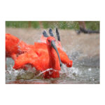 Sony a7R VI - Imagen 24