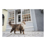Sony FE 28-60mm